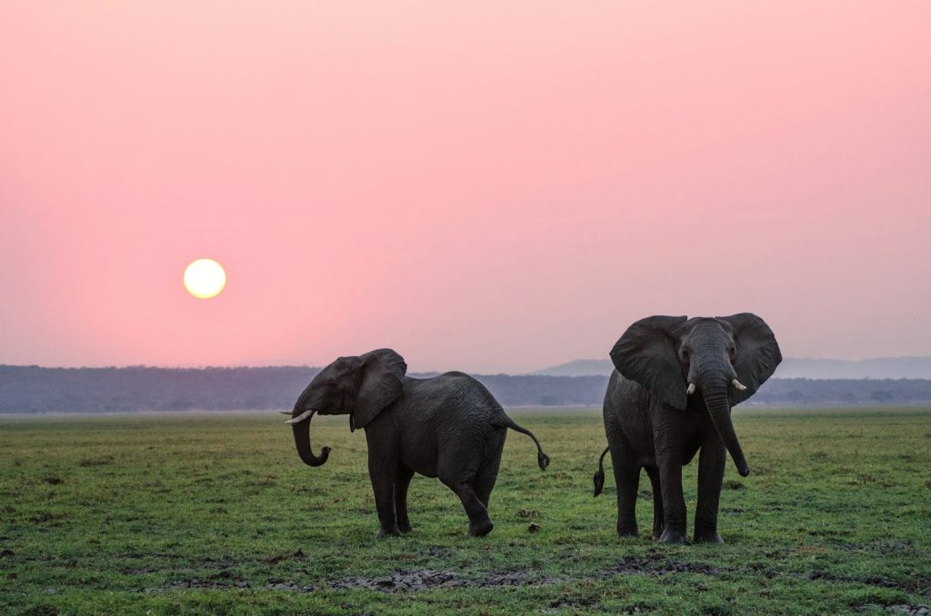 African elephant in the wild on Uganda safari