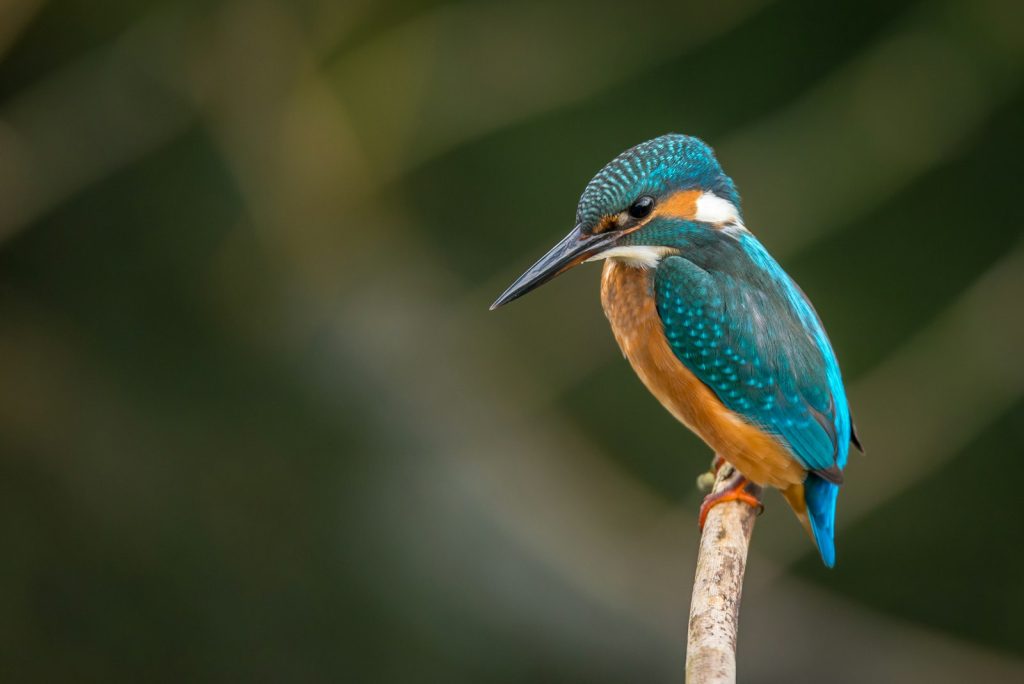 Colorful bird species for birdwatching in Uganda