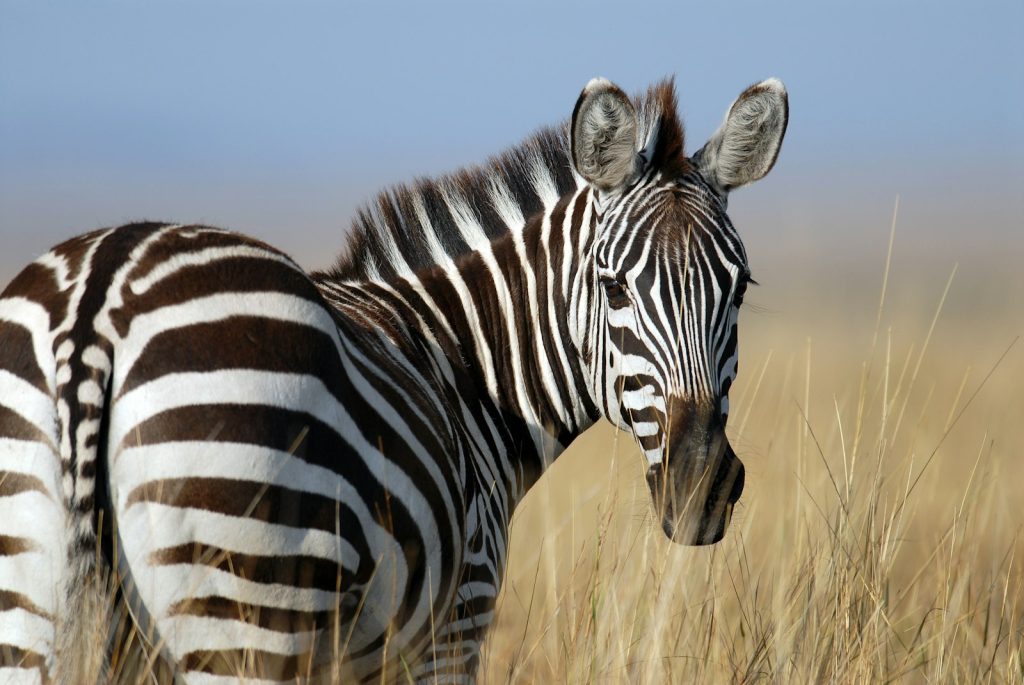 Zebra herd grazing on the plains during safari