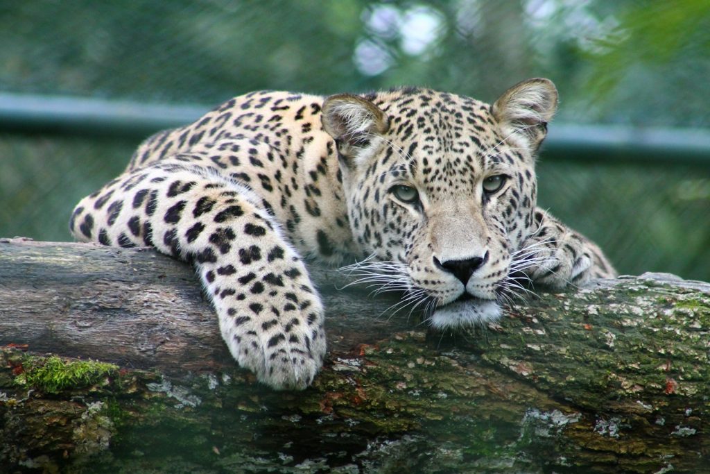 Leopard resting in tree in East African savanna